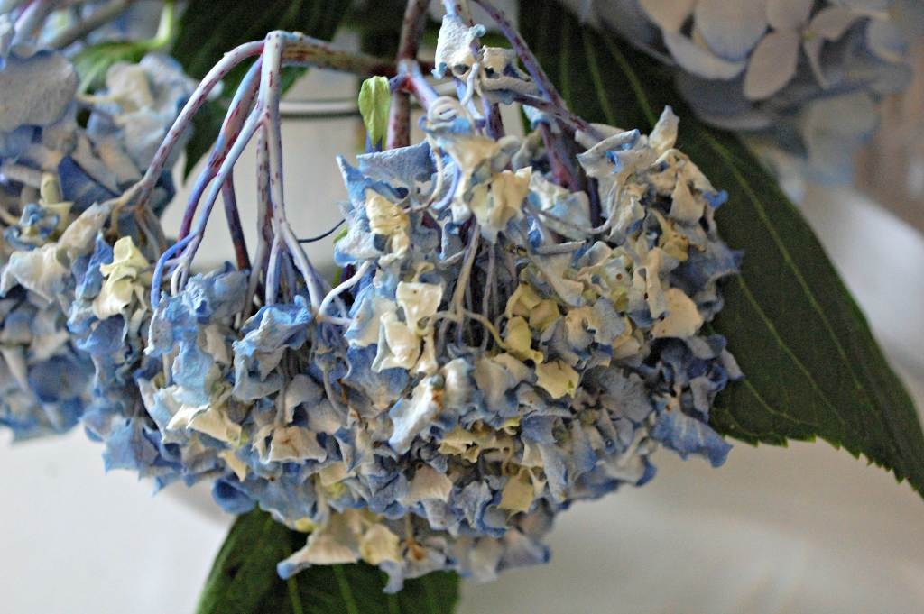 Double the Life of Your Cut Hydrangeas | missfrugalfancypants.com