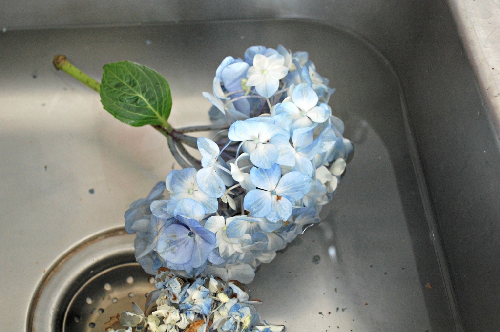 Double the Life of Your Cut Hydrangeas | missfrugalfancypants.com