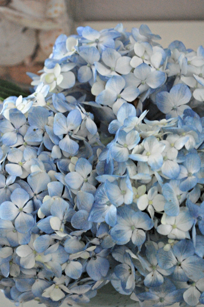 Double the Life of Your Cut Hydrangeas | missfrugalfancypants.com